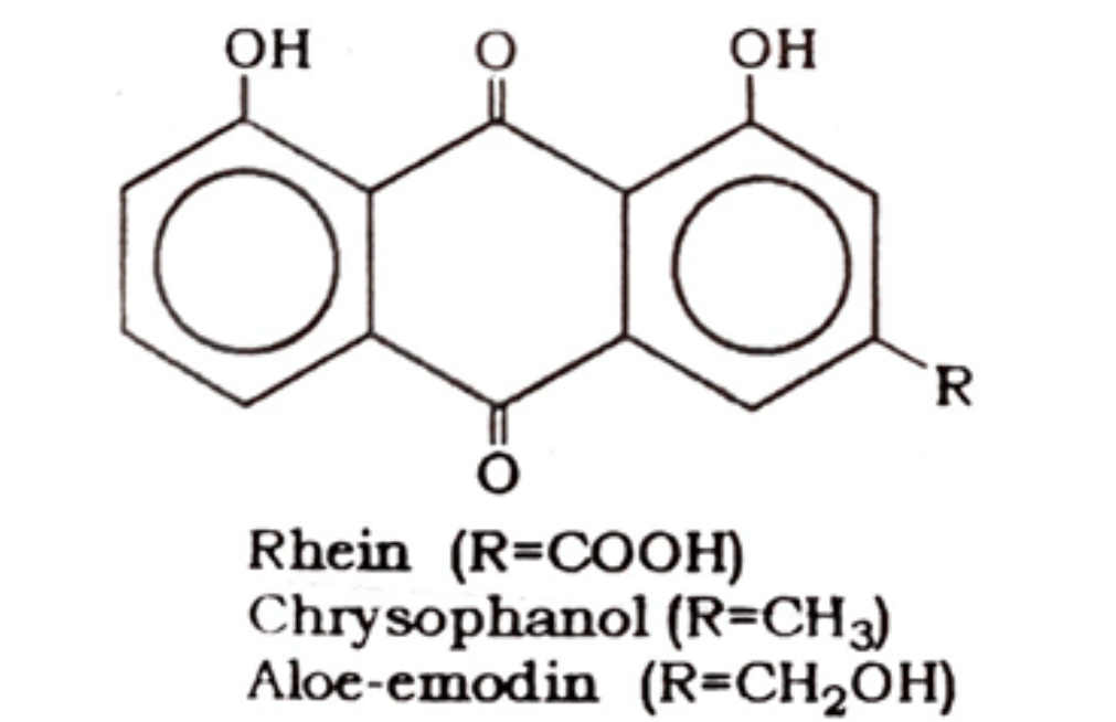 Rhubarb: Biological Source, Therapeutic Uses, Morphological Features and MCQs