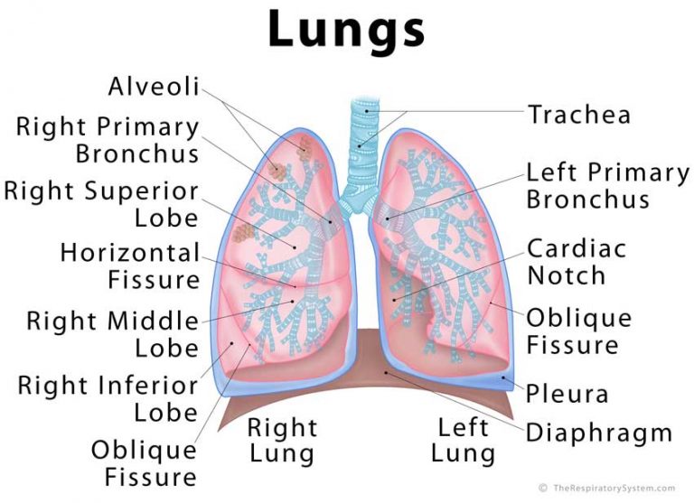 Function Of Lungs For Class 2