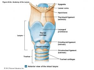 larynx anatomy