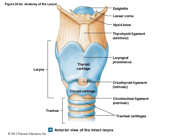 Question 12 Define larynx and explain its function .