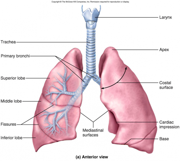 Anatomy of LUNGS and MCQs for NEET, GPAT,Nursing Exams - Gpatindia ...