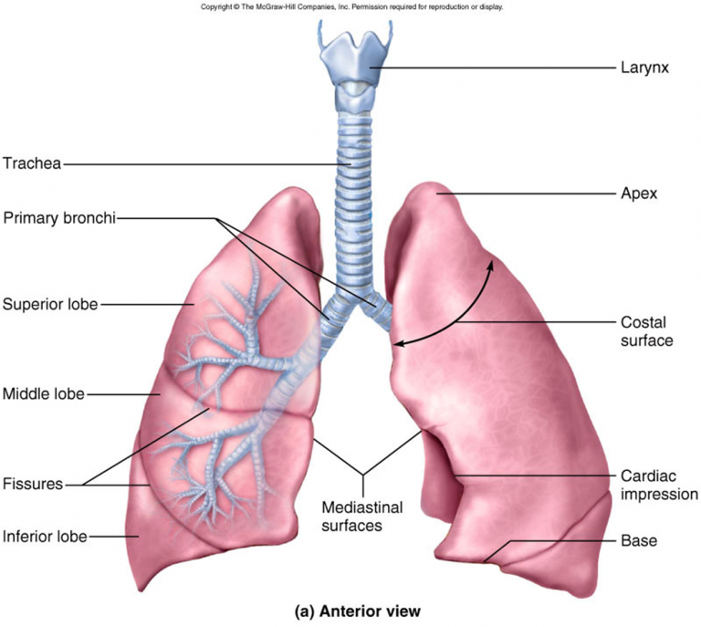 does everyone have dead space in their lungs