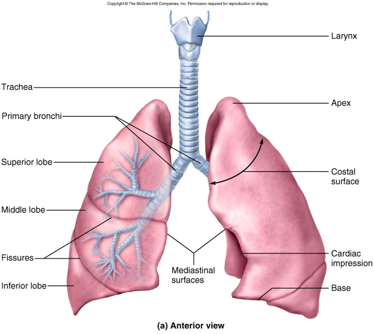 Anatomy Of LUNGS And MCQs For NEET GPAT Nursing Exams Gpatindia 