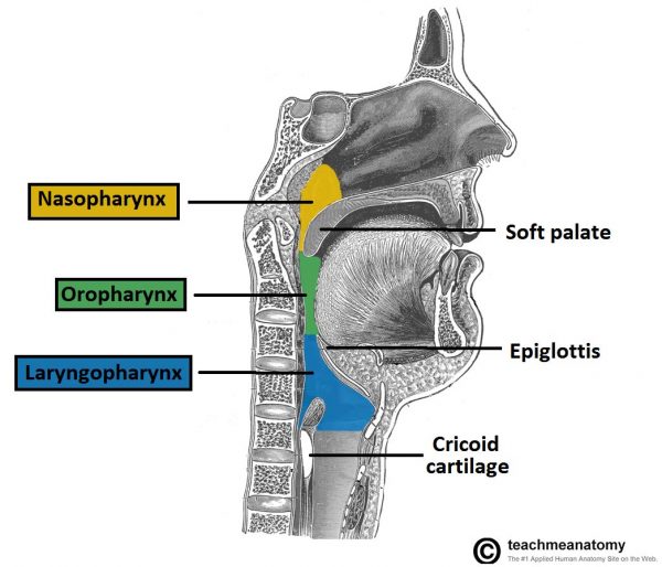 Anatomy and Functions of PHARYNX and MCQs for NEET, Pharmacist & Drug ...