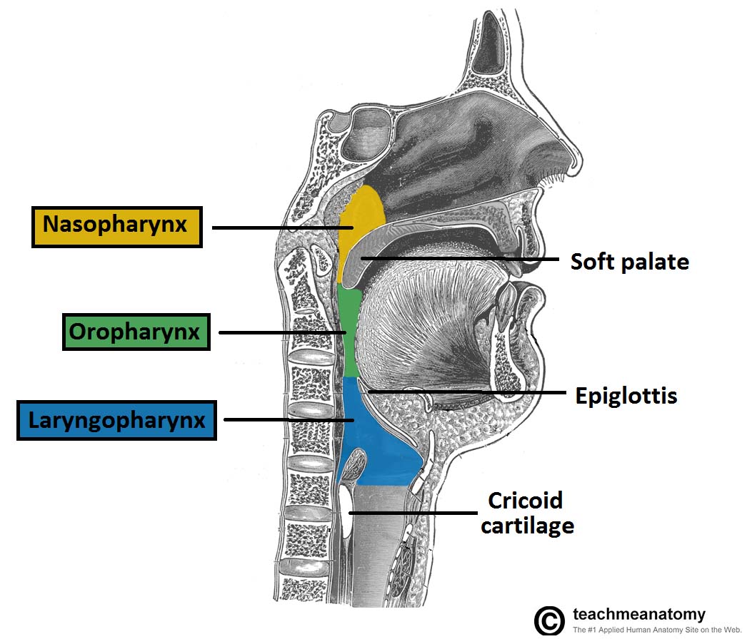 Pharynx And Larynx Function