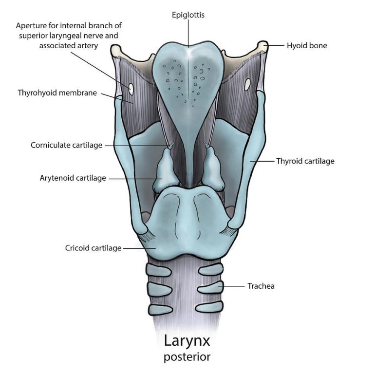 LARYNX: Anatomy and function and MCQs For NEET, GPAT, UGC NET JRF ...