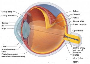 scleral venous sinus of the eye