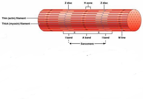 Muscular Tissue-Skeletal muscle tissue and MCQs for NEET, GPAT, GATE ...