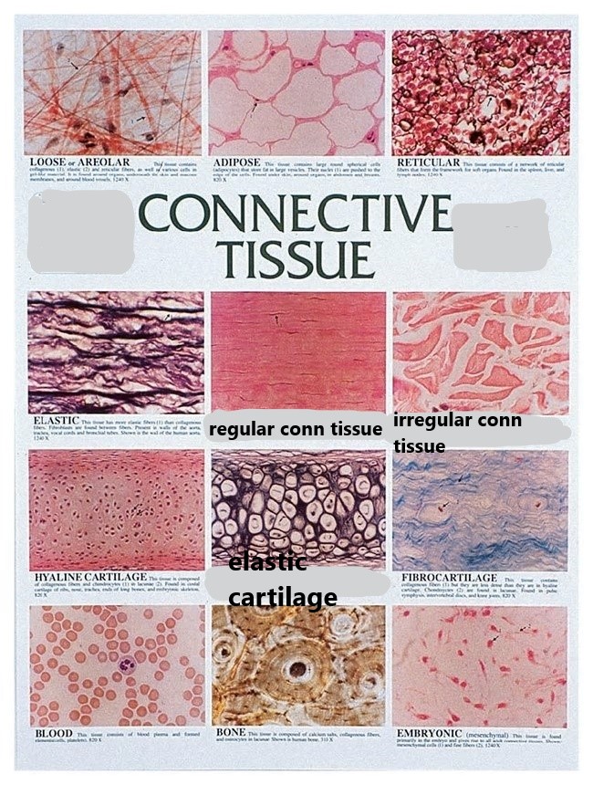 Lymph Fluid Connective Tissue