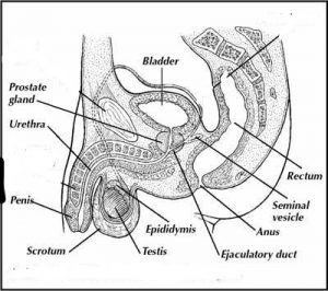 Anatomy of Male Reproductive System and Question answer for NEET, GPAT