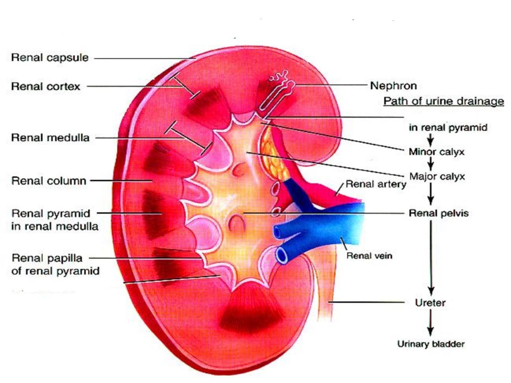 Anatomy and functions of KIDNEYS and MCQs for NEET, GPAT, SSC, GATE