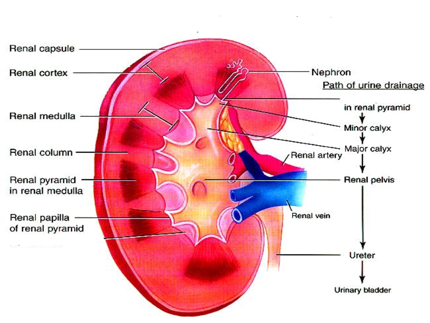 the structure of kidney hilum