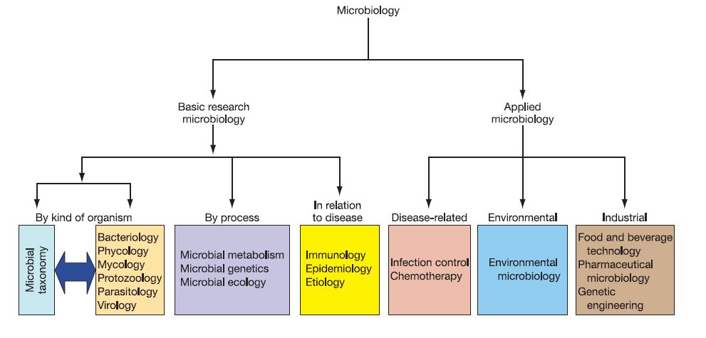 SCOPE, IMPORTANCE AND BRANCHES OF MICROBIOLOGY,MCQs PCI unit I notes ...