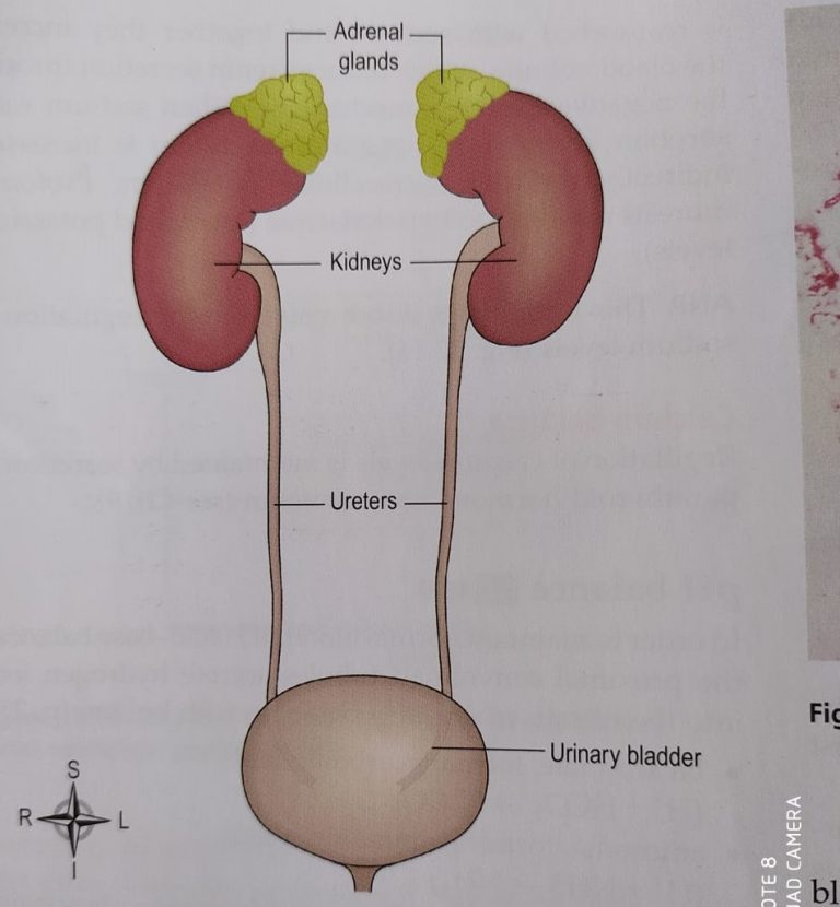 Anatomy Of Ureters, Urinary Bladder And Urethra And MCQs For NEET, GPAT ...