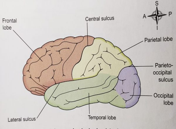 Parts of BRAIN: CEREBRUM Anatomy and MCQs For NEET, GPAT, Staff Nurse ...