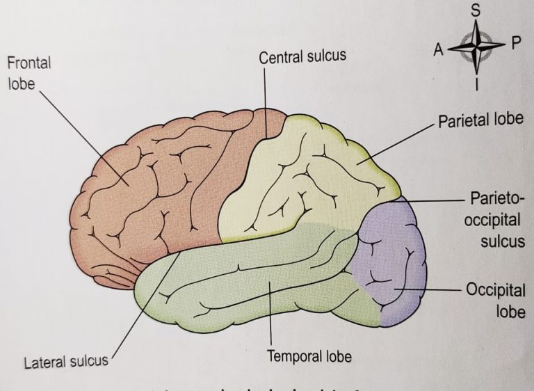 Parts of BRAIN: CEREBRUM Anatomy and MCQs For NEET, GPAT, Staff Nurse
