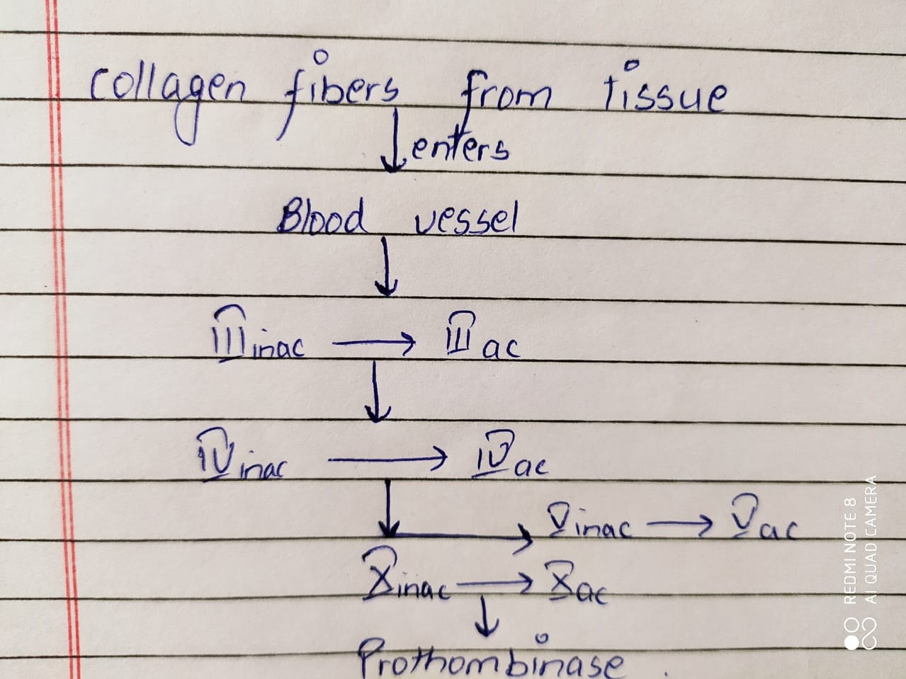 Hemostasis and Blood Clotting MCQs For NEET, GPAT, Pharmacist,SSC and