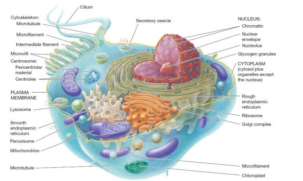Structures of prokaryotic and eukaryotic cells, pharmaceutical