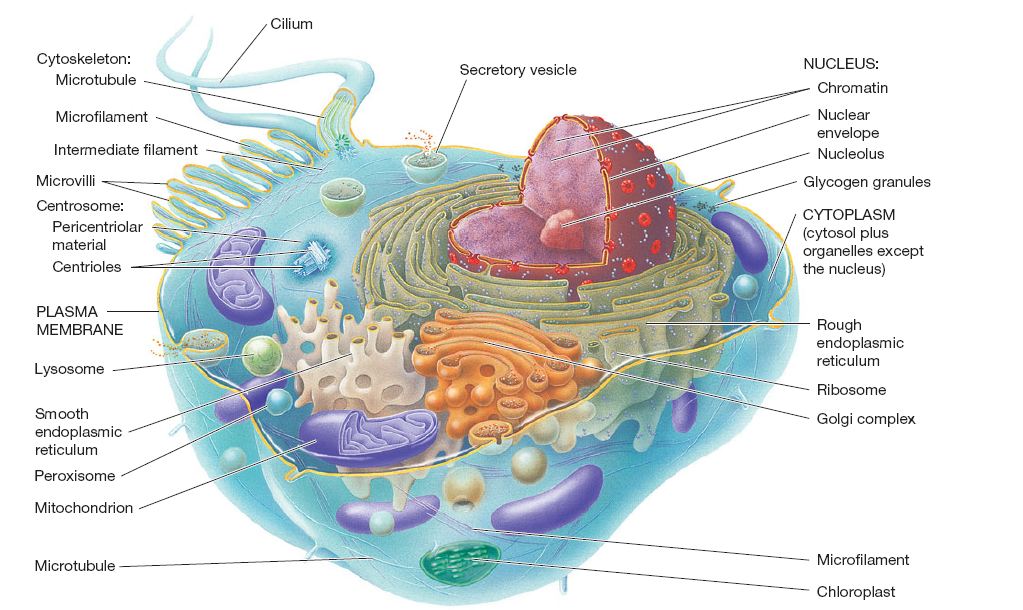 Structures Of Prokaryotic And Eukaryotic Cells Pharmaceutical 