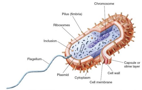 Structure of Bacterial Cell, Prokaryotic Cells and MCQ for GPAT, NEET ...