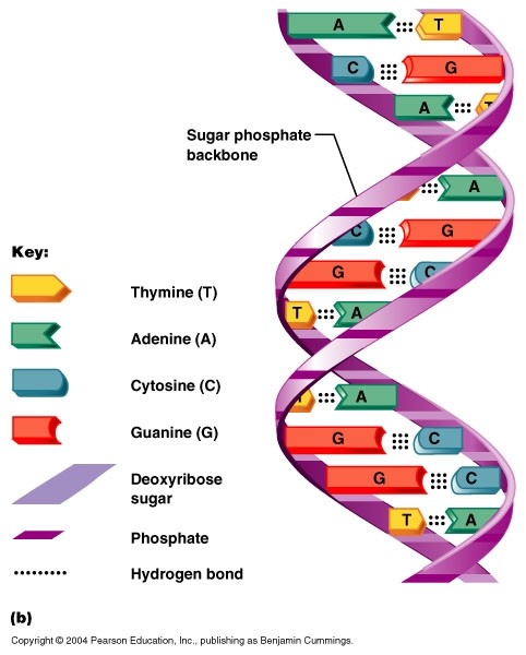 Plant Genetic Material: DNA, Genes and Chromosomes, MCQ for GPAT, GATE ...