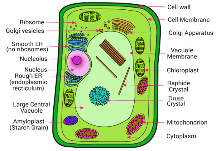 plant cell golgi body