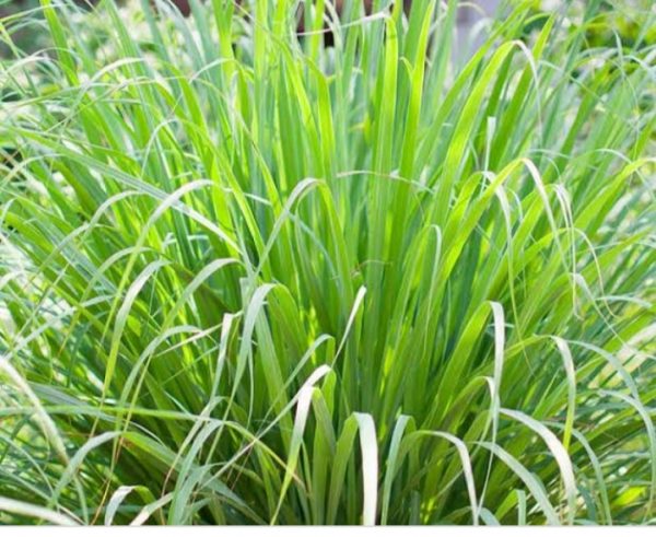 Lemon Grass Biological Sources, Morphological Features, Chemical ...