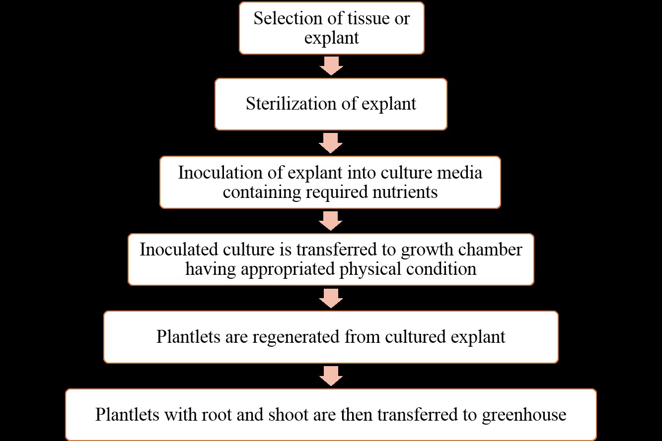 Plant Cell Tissue Culture And Its Requirements Mcq For Gpat Gate Csir Net Gpatindia Pharmacy Jobs Admissions Scholarships Conference Grants Exam Alerts