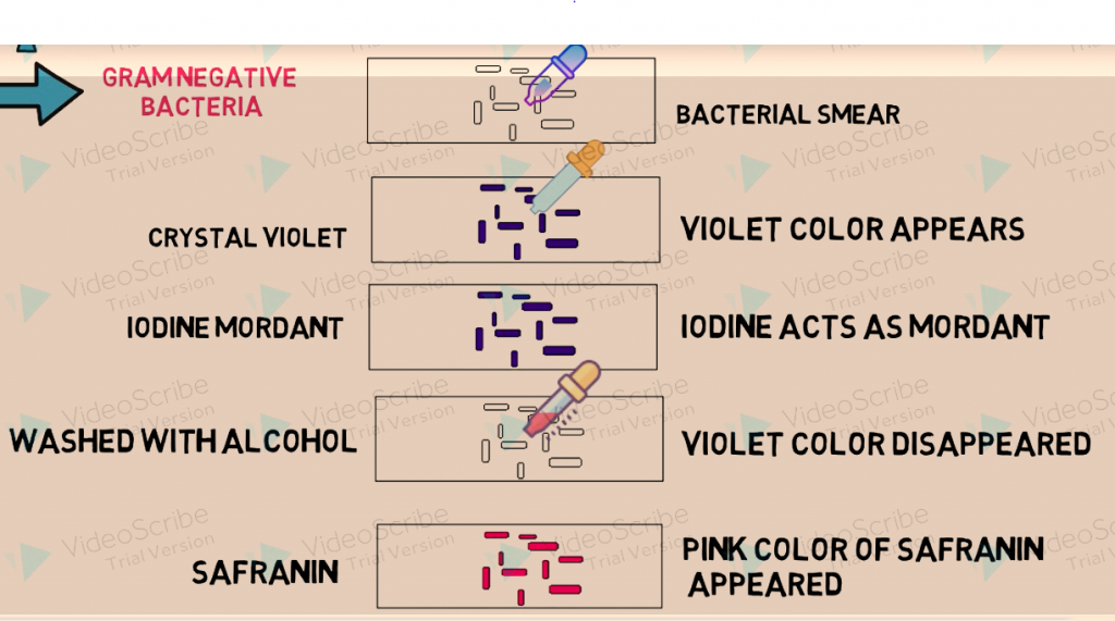 STAINING Principle, Reagents, Procedure, Steps, Results Interpretation ...