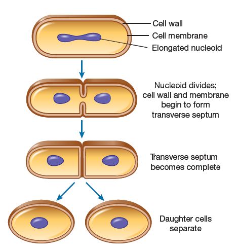 define binary fission quizlet biology