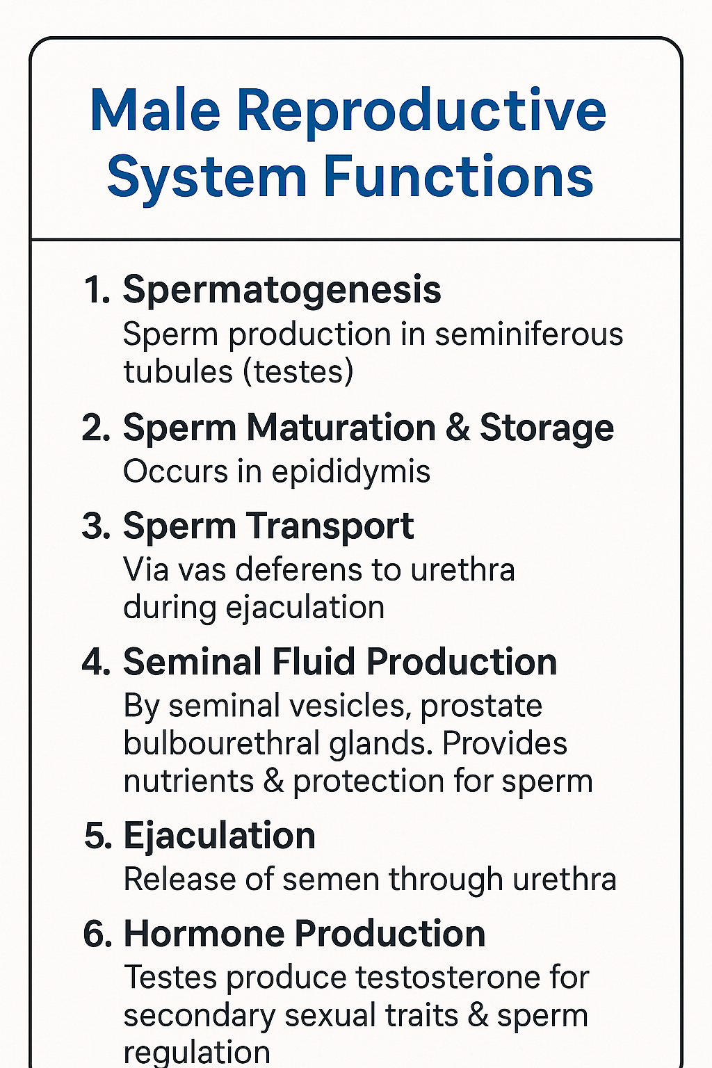 Male Reproductive Organs Function